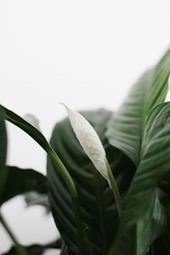 A white peace lily flower with green leaves in the background. - free wallpaper image