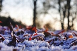 Dried leaves covered with white frost, sunlight shines through the branches, creating a beautiful winter morning scene. - free wallpaper image