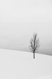 A lone tree stands in a snow-covered field, its branches bare, the whole scene is particularly quiet. - free wallpaper image